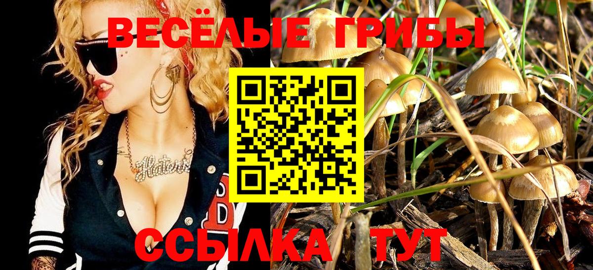 Псилоцибиновые грибы Psilocybe Свободный
